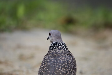 Sri lanka Wood pigeon