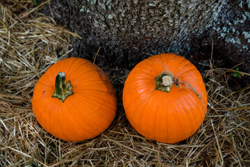 Two autumn orange pumpkins from above at a fall festival at a local pumpkin patch