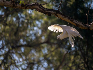 Cockatoo Leaving Branch