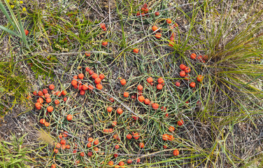 Naklejka na ściany i meble The red buds of ephedra are used as a medicinal plant in traditional medicine. Top view of wild bright cones of ephedra on the shore of Siberian Baikal Lake on Olkhon Island on a sunny summer day