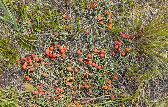 The red buds of ephedra are used as a medicinal plant in traditional medicine. Top view of wild bright cones of ephedra on the shore of Siberian Baikal Lake on Olkhon Island on a sunny summer day