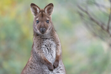Wallaby on the Meehan Ranges of Tasmania, Australia - obrazy, fototapety, plakaty