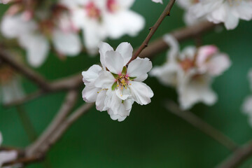 flowering almond tree in blossom against a green background, in Adelaide, South Australia,...