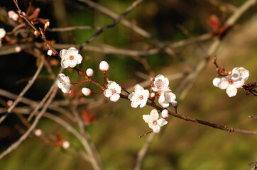 blossom