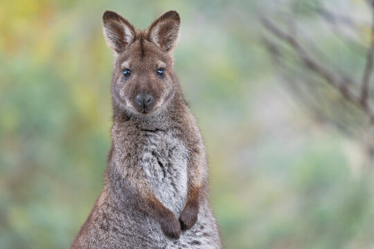 Wallaby on the Meehan Ranges of Tasmania, Australia