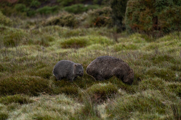 Two wombats in the field of Cradle Valley in Tasmania, Australia © Matt Palmer/Wirestock