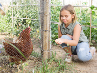A small girl in the garden feeding chickens in summer at priven garden © JackF
