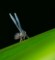 Derbidae is a family of insects in the order hemiptera of true bugs. Long Winged Derbid Planthopper. (Proutista sp)