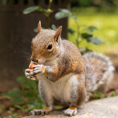 squirrel  eating in the park