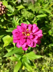 pink flower