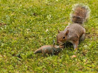 Naklejka na ściany i meble squirrel in the park approaching a little plastic toy dinosaur
