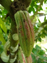 Mazorca de Cacao