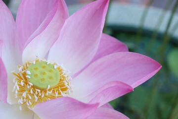 Beautiful of pink lotus flowers tropical with green leaves