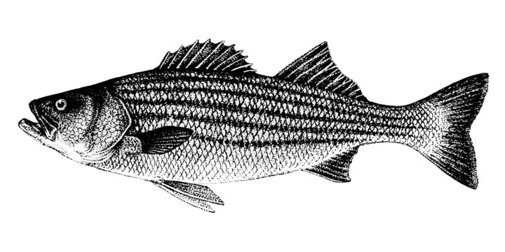 Morone saxatilis, striped bass, striped lavrak. Fish collection. Healthy lifestyle, delicious food. Hand-drawn images, black and white graphics.
