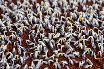 sunflower sprout in tray