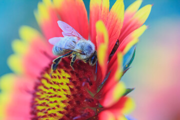 honey bee collects pollen on a beautiful reddish-yellow flower