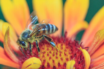 honey bee collects pollen on a beautiful red-yellow flower macro
