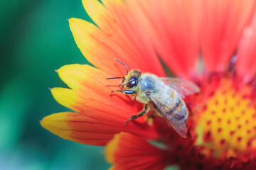 honey bee collects pollen on a red-yellow flower on a green background close-up