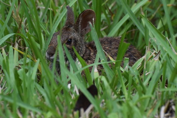 Marsh Rabbit