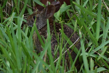 Marsh Rabbit