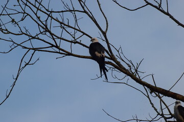 split tail kite pair