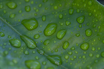 green leaf with water drops