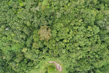 Aerial high angle view top down rainforest trees. Abundance of tropical forest Ecosystem and healthy environment background Beautiful image amazing nature for background and website.