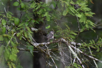 Tufted Titmouse