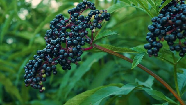 Slow motion elderberry branch sways in the wind. Ripe black berry on the plantation.