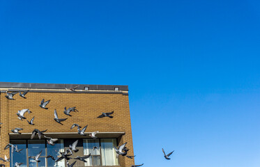 Pigeons and doves fly near the windows of a building