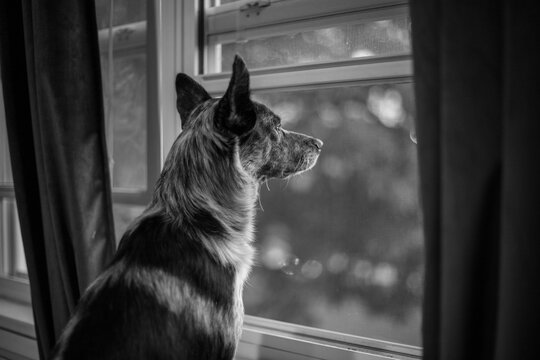 dog looking out window