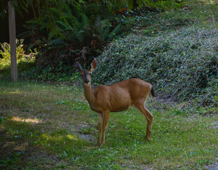 A  type of Mule Deer. The Columbian Black Tailed Deer grazing in Northern California