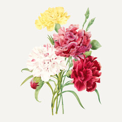 Carnation flower botanical vector, remixed from artworks by Pierre-Joseph Redouté