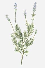 French Lavender plant vector