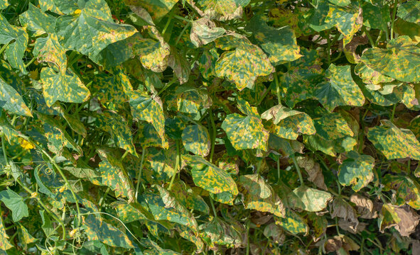 Cucumber leaves infected by downy mildew (Pseudoperonospora cubensis) in the garden. Cucurbits disease.