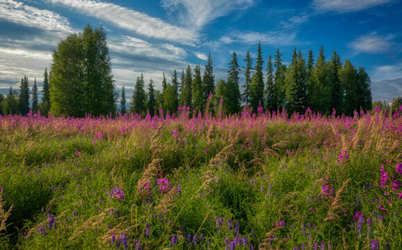 Alaska landscapes