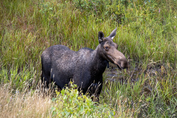 moose in tall grass