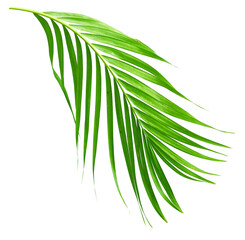 Illustration en feuille de palmier de fond de vecteur