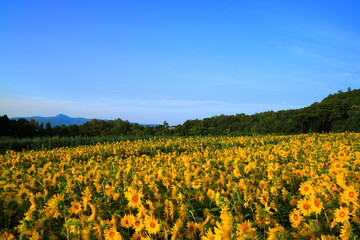 北海道　ニセコのひまわり畑と青空