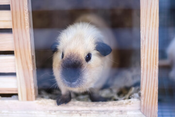 Fototapeta premium Cute cavia porcellus pig pet rodent looking in small wood house background