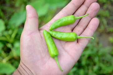 closeup the bunch ripe green chilly hold hand over out of focus green brown background.