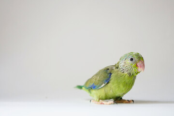 Forpus baby bird newborn (green color) 30 day old standing on white background, it is the smallest parrot in the world.