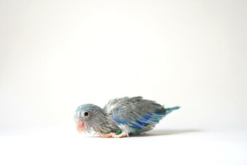 Forpus baby bird newborn (Blue pied color) 26 day old standing on white background, it is the smallest parrot in the world.