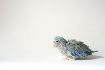Forpus baby bird newborn (Blue pied color) 26 day old standing on white background, it is the smallest parrot in the world.