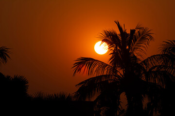 Obraz na płótnie Canvas palm silhouette at sunset