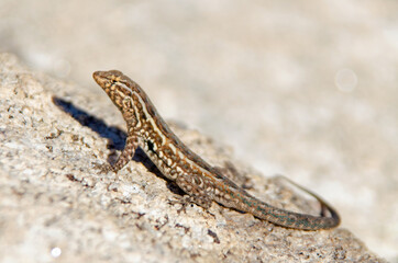 Common Side-blotched Lizard (Uta stansburiana)