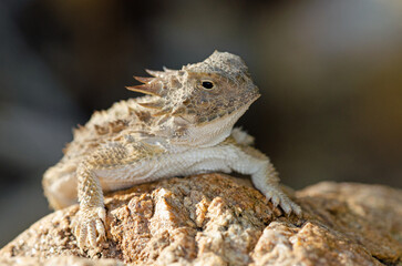 Naklejka na ściany i meble Regal Horned Lizard (Phrynosoma solare)