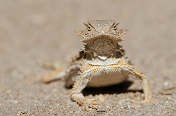 Regal Horned Lizard (Phrynosoma solare)