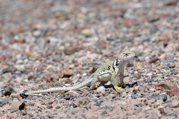 Eastern Collared Lizard (Crotaphytus collaris)