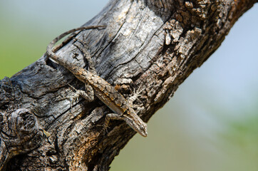 Obraz premium Ornate Tree Lizard (Urosaurus ornatus)